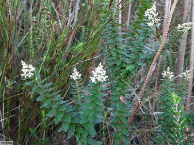 Brunia cordata, photographed by Chris Vynbos
