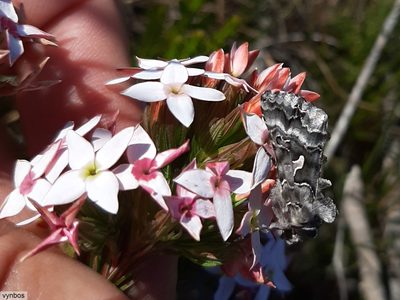 Erica fastigiata, photographed by Chris Vynbos