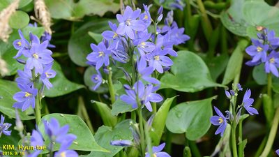 Pontederia korsakowii, photographed by Kim, Hyun-tae