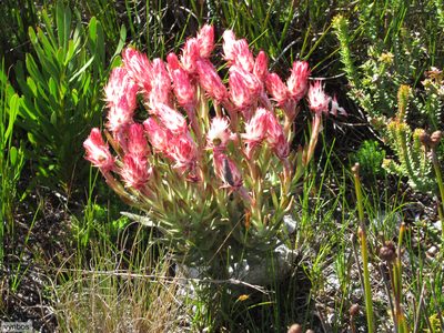 Syncarpha zeyheri, photographed by Chris Vynbos