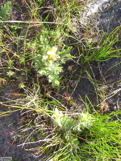 Mimetes palustris, photographed by Chris Vynbos