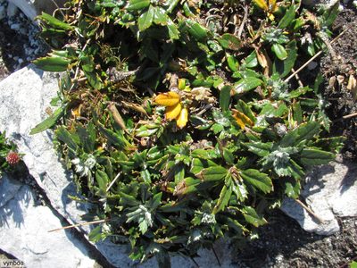 Hermas quinquedentata, photographed by Chris Vynbos