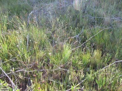 Schoenus compactus, photographed by Chris Vynbos