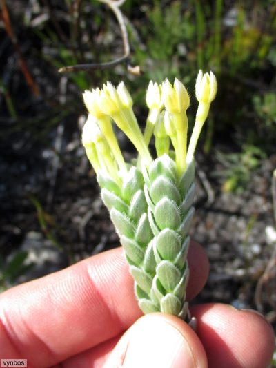 Gnidia anomala, photographed by Chris Vynbos