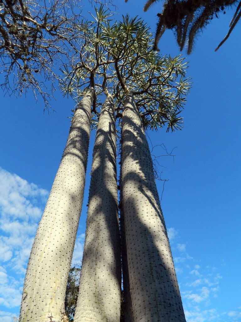 Pachypodium mikea, photographed by Louis Imbeau