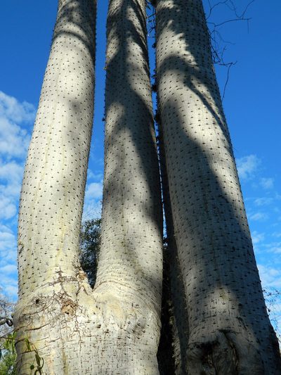 Pachypodium mikea, photographed by Louis Imbeau