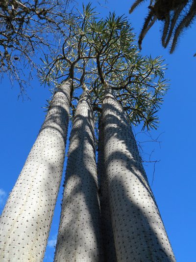 Pachypodium mikea, photographed by Louis Imbeau