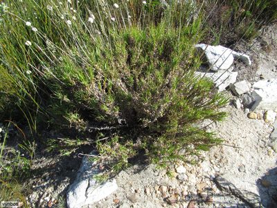 Pseudopentameris obtusifolia, photographed by Chris Vynbos