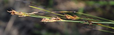 Schoenus cuspidatus, photographed by Tony Rebelo