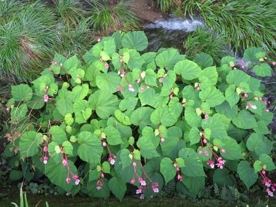 Begonia grandis, photographed by Marco Mussita