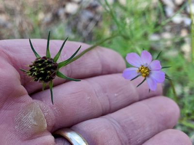 Cosmos parviflorus, photographed by CK2AZ