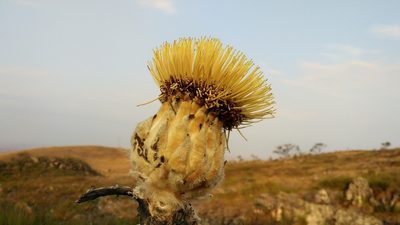 Wunderlichia mirabilis, photographed by Márcia Martins