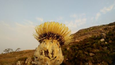 Wunderlichia mirabilis, photographed by Márcia Martins