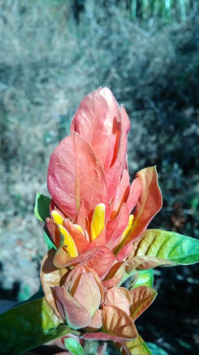 Justicia riparia, photographed by Márcia Martins