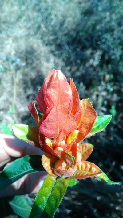Justicia riparia, photographed by Márcia Martins