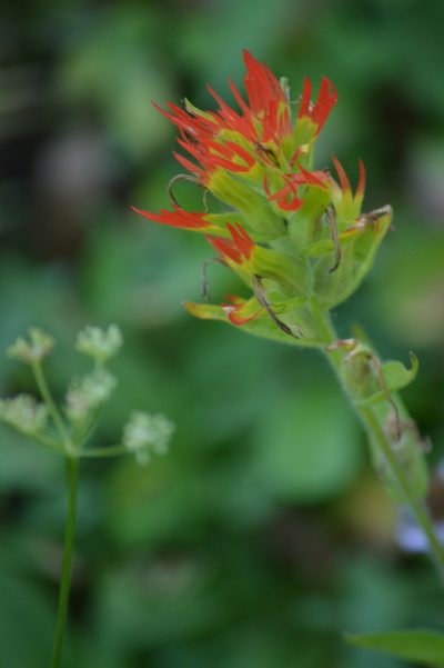 Castilleja suksdorfii, photographed by David Anderson