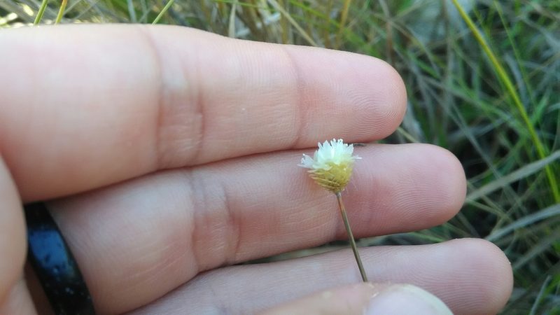 Comanthera centauroides, photographed by Márcia Martins