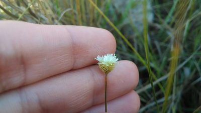Comanthera centauroides, photographed by Márcia Martins