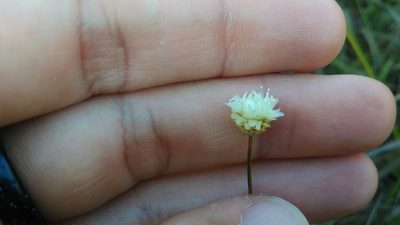 Comanthera centauroides, photographed by Márcia Martins
