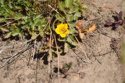 Potentilla flabellifolia, photographed by David Anderson