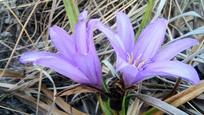 Barbacenia fulva, photographed by Márcia Martins
