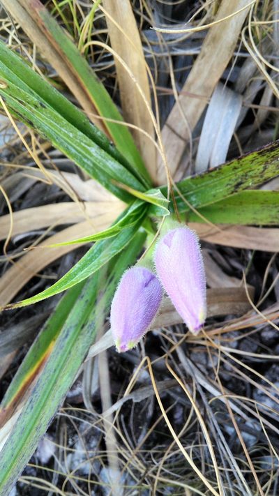 Barbacenia fulva, photographed by Márcia Martins