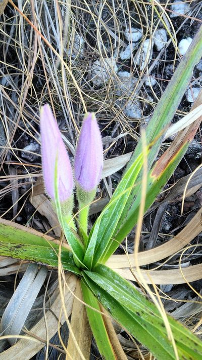 Barbacenia fulva, photographed by Márcia Martins