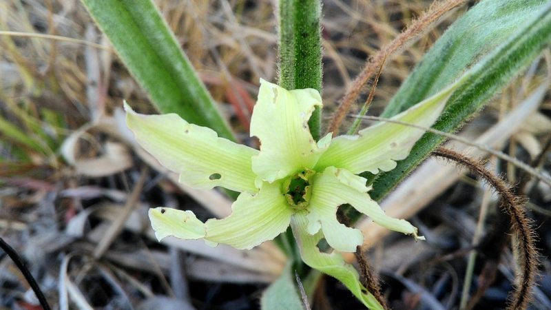 Barbacenia lymansmithii, photographed by Márcia Martins