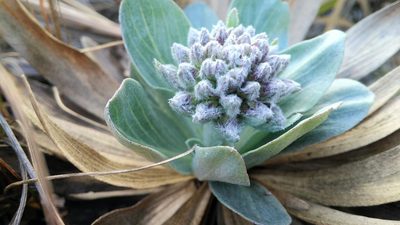 Chresta plantaginifolia, photographed by Márcia Martins