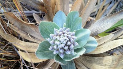 Chresta plantaginifolia, photographed by Márcia Martins