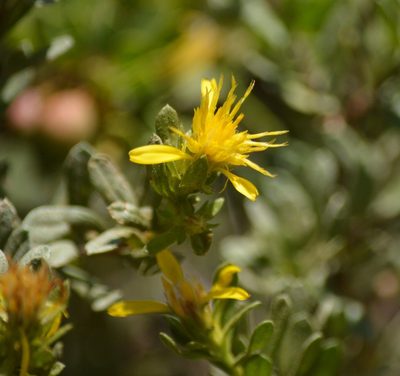 Ericameria greenei, photographed by David Anderson