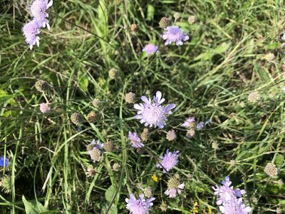 Scabiosa canescens, photographed by Pavel Kacl