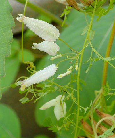 Adlumia fungosa, photographed by CatherineK