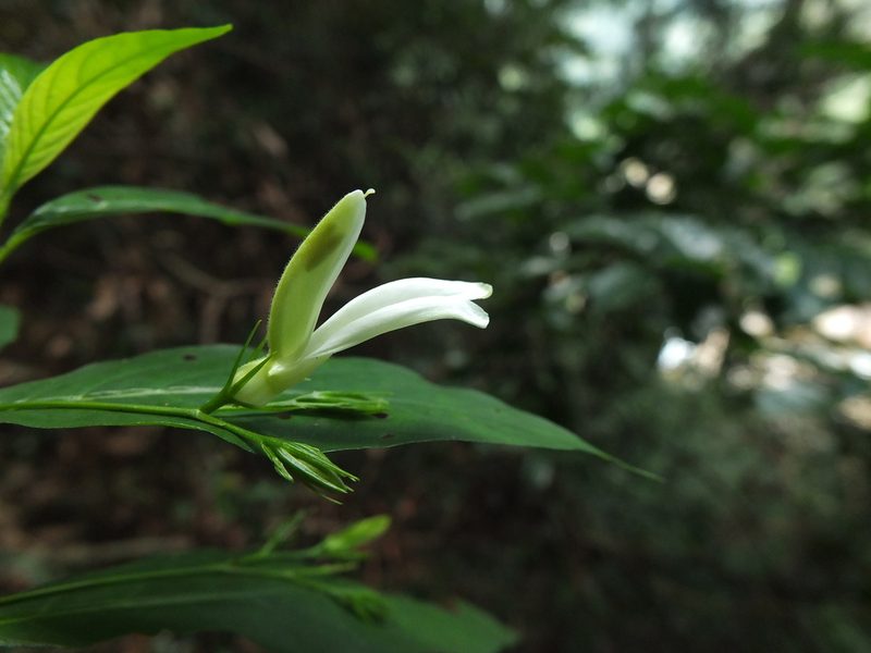 Phlogacanthus albiflorus, photographed by Siddarth Machado