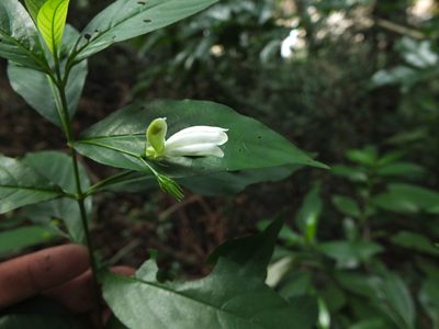 Phlogacanthus albiflorus, photographed by Siddarth Machado