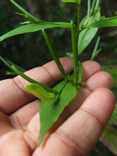 Phlogacanthus albiflorus, photographed by Siddarth Machado