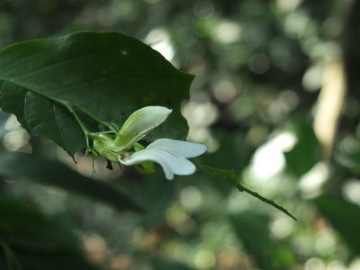 Phlogacanthus albiflorus, photographed by Siddarth Machado