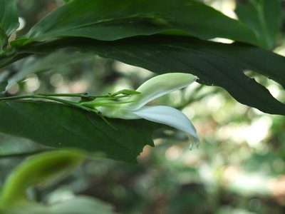Phlogacanthus albiflorus, photographed by Siddarth Machado