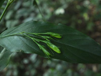 Phlogacanthus albiflorus, photographed by Siddarth Machado