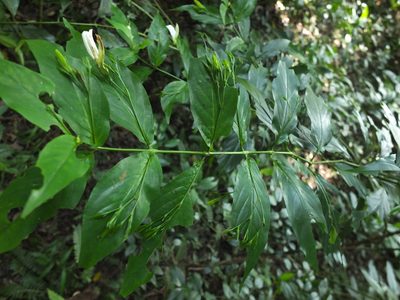 Phlogacanthus albiflorus, photographed by Siddarth Machado