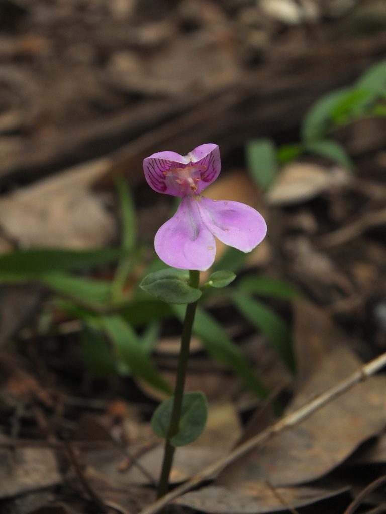 Disperis neilgherrensis, photographed by Siddarth Machado