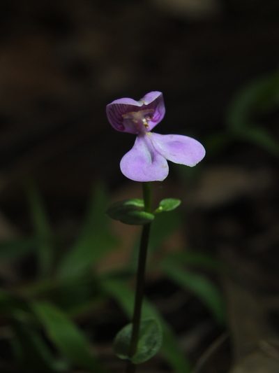 Disperis neilgherrensis, photographed by Siddarth Machado