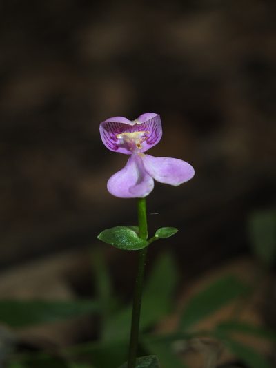 Disperis neilgherrensis, photographed by Siddarth Machado