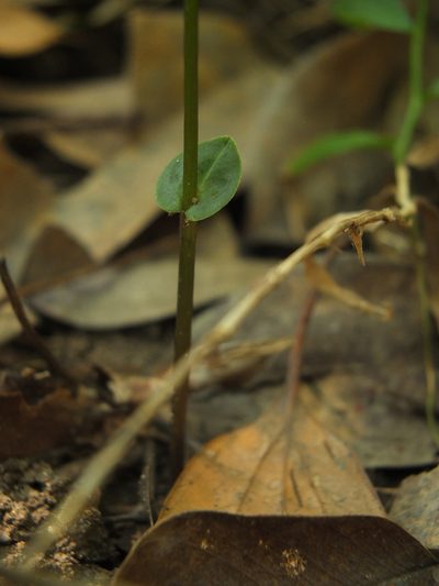 Disperis neilgherrensis, photographed by Siddarth Machado
