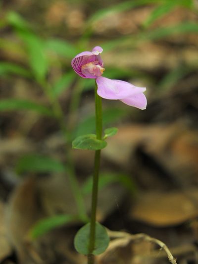 Disperis neilgherrensis, photographed by Siddarth Machado