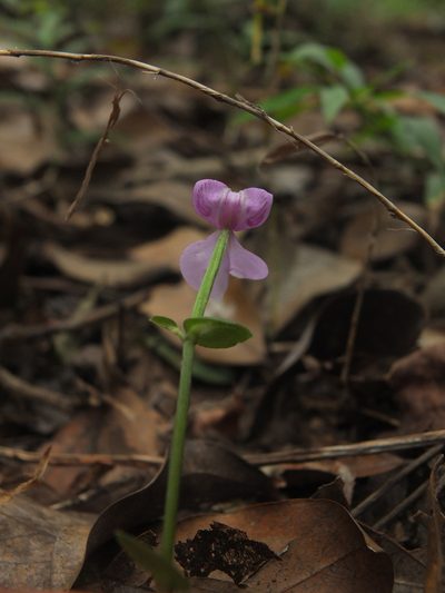 Disperis neilgherrensis, photographed by Siddarth Machado