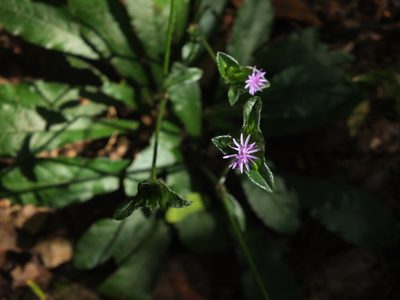 Elephantopus scaber, photographed by Siddarth Machado