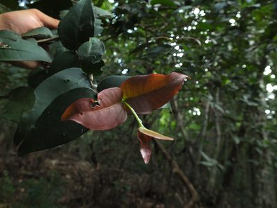 Eugenia singampattiana, photographed by Siddarth Machado
