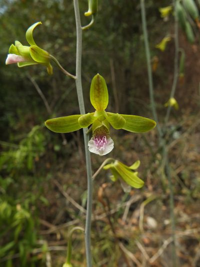 Eulophia epidendraea, photographed by Siddarth Machado