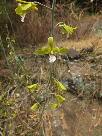 Eulophia epidendraea, photographed by Siddarth Machado